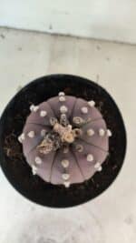 ASTROPHYTUM ASTERIAS “Purple”  Nº 1071 – vaso 15 - Imagem 3