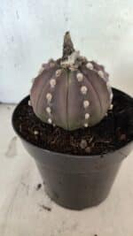 ASTROPHYTUM ASTERIAS “Purple”  Nº 1071 – vaso 15 - Imagem 8