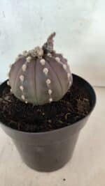 ASTROPHYTUM ASTERIAS “Purple”  Nº 1071 – vaso 15 - Imagem 7