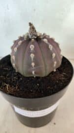 ASTROPHYTUM ASTERIAS “Purple”  Nº 1071 – vaso 15 - Imagem 6