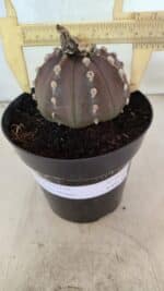 ASTROPHYTUM ASTERIAS “Purple”  Nº 1071 – vaso 15 - Imagem 4