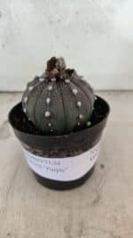 ASTROPHYTUM ASTERIAS “Purple”  Nº 1074 – vaso 09 - Imagem 2
