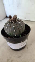 ASTROPHYTUM ASTERIAS “Purple”  Nº 1074 – vaso 09 - Imagem 8