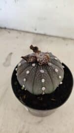 ASTROPHYTUM ASTERIAS “Purple”  Nº 1074 – vaso 09 - Imagem 7