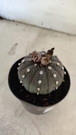 ASTROPHYTUM ASTERIAS “Purple”  Nº 1074 – vaso 09 - Imagem 6