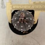 ASTROPHYTUM ASTERIAS “Purple”  Nº 1074 – vaso 09