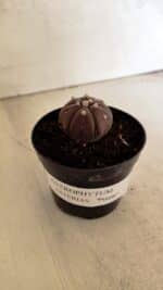 ASTROPHYTUM ASTERIAS “Purple - 6 Ribs”  Nº 1097 – vaso 09 - Imagem 2