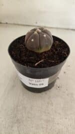 ASTROPHYTUM ASTERIAS “Purple - 6 Ribs”  Nº 1097 – vaso 09 - Imagem 7