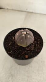 ASTROPHYTUM ASTERIAS “Purple - 6 Ribs”  Nº 1097 – vaso 09 - Imagem 6