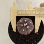 ASTROPHYTUM ASTERIAS “Purple - 6 Ribs”  Nº 1097 – vaso 09