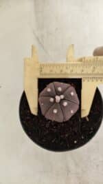 ASTROPHYTUM ASTERIAS “Purple - 6 Ribs”  Nº 1097 – vaso 09