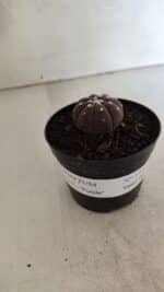 ASTROPHYTUM ASTERIAS “Purple”  Nº 1098 – vaso 09 - Imagem 2