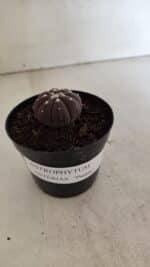 ASTROPHYTUM ASTERIAS “Purple”  Nº 1098 – vaso 09 - Imagem 9