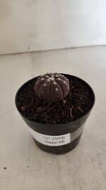 ASTROPHYTUM ASTERIAS “Purple”  Nº 1098 – vaso 09 - Imagem 8