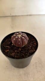 ASTROPHYTUM ASTERIAS “Purple”  Nº 1098 – vaso 09 - Imagem 7