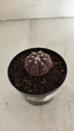 ASTROPHYTUM ASTERIAS “Purple”  Nº 1098 – vaso 09 - Imagem 6