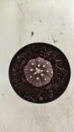 ASTROPHYTUM ASTERIAS “Purple”  Nº 1098 – vaso 09 - Imagem 3