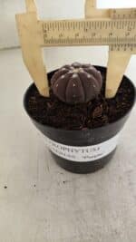 ASTROPHYTUM ASTERIAS “Purple”  Nº 1098 – vaso 09 - Imagem 4