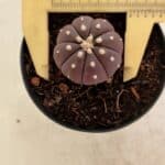 ASTROPHYTUM ASTERIAS “Purple”  Nº 1098 – vaso 09