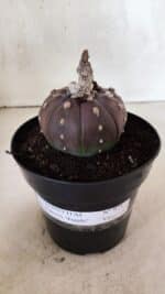 MATRIZ ASTROPHYTUM ASTÉRIAS "Purple" Nº 971 – vaso 15 - Imagem 2