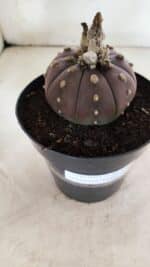 MATRIZ ASTROPHYTUM ASTÉRIAS "Purple" Nº 971 – vaso 15 - Imagem 7