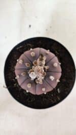 MATRIZ ASTROPHYTUM ASTÉRIAS "Purple" Nº 971 – vaso 15 - Imagem 3