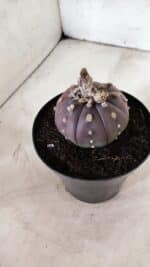 MATRIZ ASTROPHYTUM ASTÉRIAS "Purple" Nº 971 – vaso 15 - Imagem 9