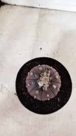 MATRIZ ASTROPHYTUM ASTÉRIAS "Purple" Nº 971 – vaso 15 - Imagem 8