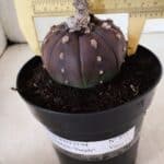 MATRIZ ASTROPHYTUM ASTÉRIAS "Purple" Nº 971 – vaso 15