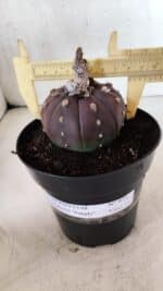 MATRIZ ASTROPHYTUM ASTÉRIAS "Purple" Nº 971 – vaso 15