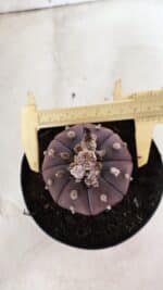 MATRIZ ASTROPHYTUM ASTÉRIAS "Purple" Nº 971 – vaso 15 - Imagem 5