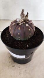 MATRIZ ASTROPHYTUM ASTÉRIAS "Purple" Nº 971 – vaso 15 - Imagem 6