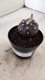 MATRIZ ASTROPHYTUM ASTÉRIAS "Purple" Nº 973 – vaso 09 - Imagem 8