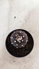 MATRIZ ASTROPHYTUM ASTÉRIAS "Purple" Nº 973 – vaso 09 - Imagem 3