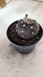 MATRIZ ASTROPHYTUM ASTÉRIAS "Purple" Nº 973 – vaso 09 - Imagem 7