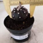 MATRIZ ASTROPHYTUM ASTÉRIAS "Purple" Nº 973 – vaso 09