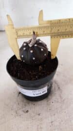 MATRIZ ASTROPHYTUM ASTÉRIAS "Purple" Nº 973 – vaso 09