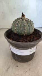 MATRIZ ASTROPHYTUM ASTERIAS SUPER KABUTO  Nº 1075 - vaso 15 - Imagem 2