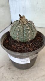 MATRIZ ASTROPHYTUM ASTERIAS SUPER KABUTO  Nº 1075 - vaso 15 - Imagem 6