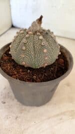 MATRIZ ASTROPHYTUM ASTERIAS SUPER KABUTO  Nº 1075 - vaso 15 - Imagem 8