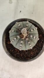 MATRIZ ASTROPHYTUM ASTERIAS SUPER KABUTO  Nº 1075 - vaso 15 - Imagem 10