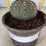MATRIZ ASTROPHYTUM ASTERIAS SUPER KABUTO  Nº 1075 - vaso 15