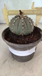 MATRIZ ASTROPHYTUM ASTERIAS SUPER KABUTO  Nº 1075 - vaso 15