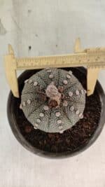 MATRIZ ASTROPHYTUM ASTERIAS SUPER KABUTO  Nº 1075 - vaso 15 - Imagem 5