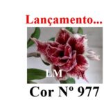 ENXERTO 12525 – 20cm (cor LM 977) - Imagem 9