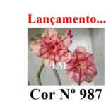 ENXERTO 12484 – 20cm (cor LM 987) - Imagem 7