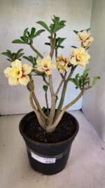 Planta Dobrada 3648 – 45cm – 04 anos - Imagem 2