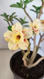 Planta Dobrada 3648 – 45cm – 04 anos