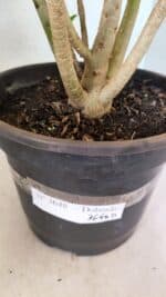 Planta Dobrada 3648 – 45cm – 04 anos - Imagem 7