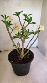 Planta Dobrada 3648 – 45cm – 04 anos - Imagem 6